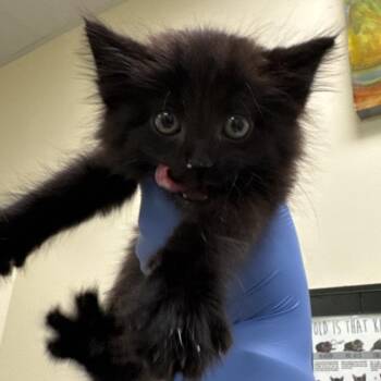 Cinder -  Domestic Short Hair Cat for Adoption in Lynchburg, Virginia - Cinder | PetCurious