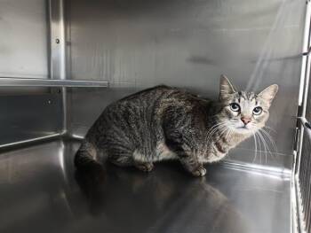 Domestic Short Hair Cats Available for Adoption in Chula Vista, California - ALLEY | PetCurious