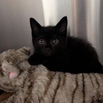 Velvet -  Domestic Short Hair Cat for Adoption in Smithville, Tennessee - Velvet | PetCurious