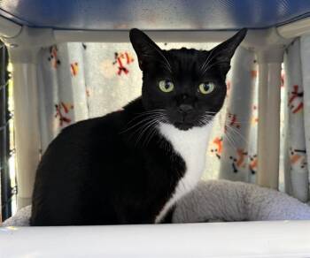 Domestic Short Hair Cats Available for Adoption in Palmetto, Florida - MICKEY | PetCurious