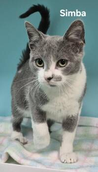 Simba -  Domestic Short Hair Cat for Adoption in Kendallville, Indiana - Simba | PetCurious