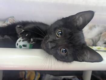 Mittens -  Extra Toes Cat Hemingway Polydactyl and Domestic Short Hair Cat for Adoption in Springfield, Illinois - Mittens | PetCurious