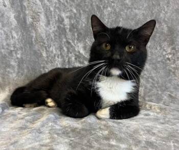 Rescue Domestic Short Hair Cats for Adoption in Buffalo, Minnesota - Trapper | PetCurious