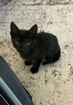 Bubba -  Domestic Medium Hair Cat for Adoption in Montgomery, Texas - Bubba | PetCurious