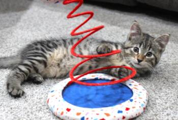 Noxy -  Domestic Short Hair Cat for Adoption in Minneapolis, Minnesota - Noxy | PetCurious