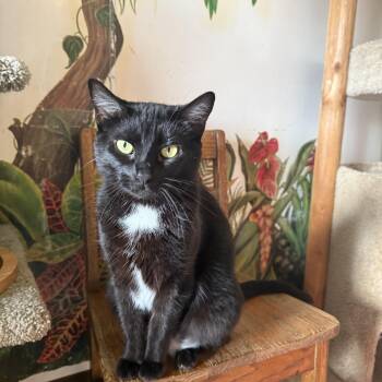 Luna -  Domestic Short Hair Cat for Adoption in Hendersonville, Tennessee - Luna | PetCurious