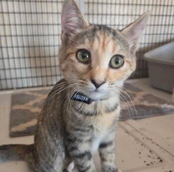 Martha -  Tabby and Calico Cat for Adoption in Las Cruces, New Mexico - Martha | PetCurious