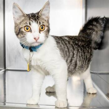 TOASTER -  Domestic Short Hair Cat for Adoption in St. Louis, Missouri - TOASTER | PetCurious