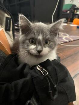 Olivet -  Domestic Short Hair Cat for Adoption in Dayton, Minnesota - Olivet | PetCurious