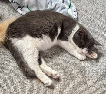 Domestic Short Hair Cats Available for Adoption - Treat | PetCurious