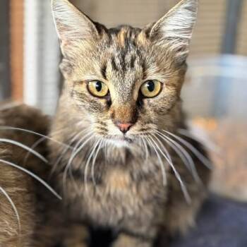 Rescue Domestic Short Hair Cats for Adoption in Nampa, Idaho - Pudding | PetCurious