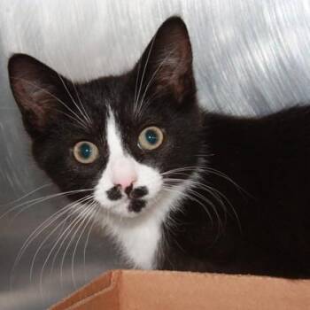 Alani -  Domestic Short Hair Cat Available for Adoption in Richmond, Virginia - Alani | PetCurious