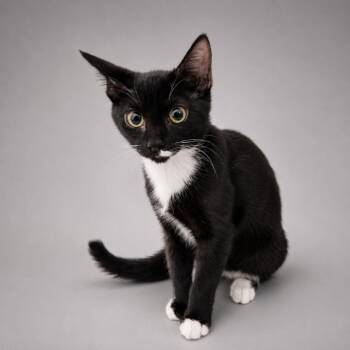Biscuit -  Domestic Short Hair Cat for Adoption in South Miami, Florida - Biscuit | PetCurious