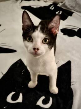 Queen Frostine -  Domestic Short Hair Cat for Adoption in Statesboro, Georgia - Queen Frostine | PetCurious