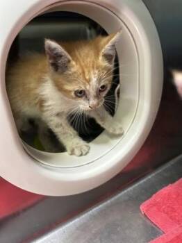 Yuzu -  Domestic Short Hair Cat for Adoption in Lansing, Michigan - Yuzu | PetCurious