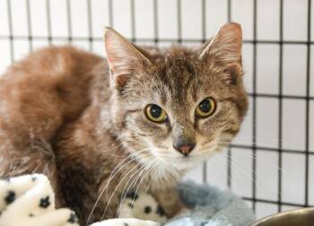 Guinness -  Domestic Medium Hair Cat for Adoption in Trenton, New Jersey - Guinness | PetCurious