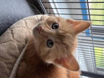 Pita -  Domestic Short Hair Cat for Adoption in Steinbach, Manitoba - Pita | PetCurious