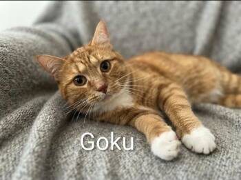 Goku -  Tabby Cat for Adoption in Wyandotte, Michigan - Goku | PetCurious