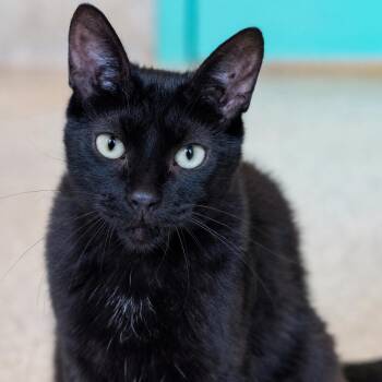 Jackpot -  Domestic Short Hair Cat for Adoption in Pontiac, Michigan - Jackpot | PetCurious