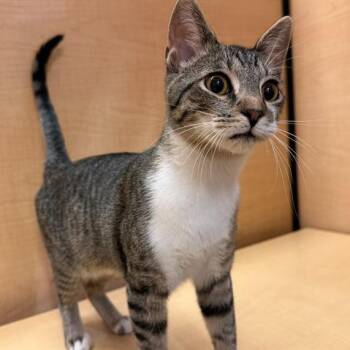Cayenne -  Domestic Short Hair Cat for Adoption in Brentwood, Missouri - Cayenne | PetCurious