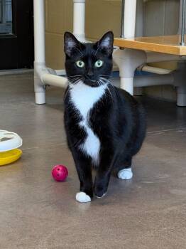 Domestic Short Hair Cats Available for Adoption - Pyroar | PetCurious