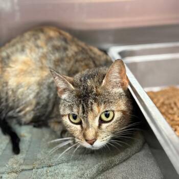 Robin -  Domestic Short Hair Cat for Adoption in Madisonville, Tennessee - Robin | PetCurious