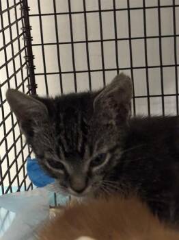 Domestic Short Hair Cats Available for Adoption in Fort Lauderdale, Florida - A2475702 | PetCurious