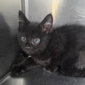 Dune -  Domestic Short Hair Cat for Adoption in Newark, New Jersey - Dune | PetCurious