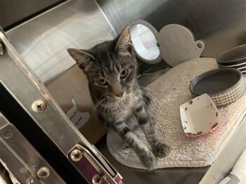 LUCY BRONZE -  Domestic Medium Hair Cat for Adoption in Sugar Land, Texas - LUCY BRONZE | PetCurious