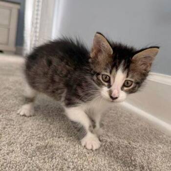 Skye -  Domestic Short Hair Cat for Adoption in Wheaton, Illinois - Skye | PetCurious