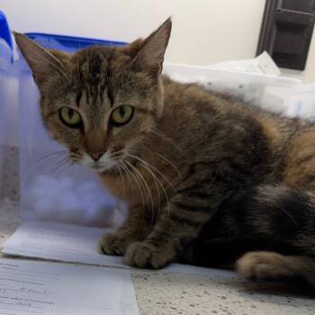 Domestic Short Hair Cats Available for Adoption in Auburn, Alabama - Arid | PetCurious