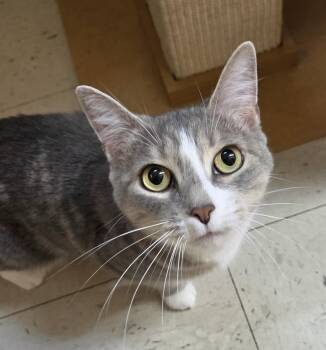 Jojo Jolly -  Domestic Short Hair Cat for Adoption in Syracuse, New York - Jojo Jolly | PetCurious