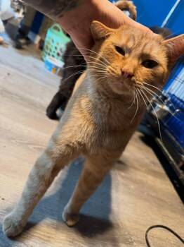 Domestic Short Hair Cats Available for Adoption - Sparx | PetCurious