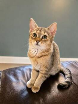 KITTEN TWISTER -  Domestic Short Hair Cat for Adoption in Franklin, Tennessee - KITTEN TWISTER | PetCurious