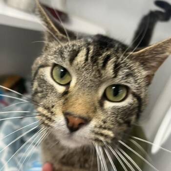 Domestic Short Hair Cats Available for Adoption in Chaska, Minnesota - Atticus | PetCurious