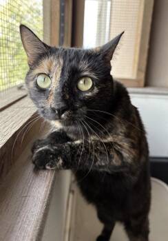 Domestic Short Hair Cats Available for Adoption in Buena Vista, Colorado - Latte | PetCurious