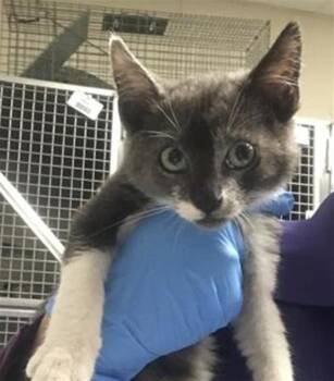 A432187 -  Domestic Medium Hair Cat for Adoption in Conroe, Texas - A432187 | PetCurious
