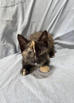 Cierra -  Domestic Short Hair Cat for Adoption in Statesboro, Georgia - Cierra | PetCurious