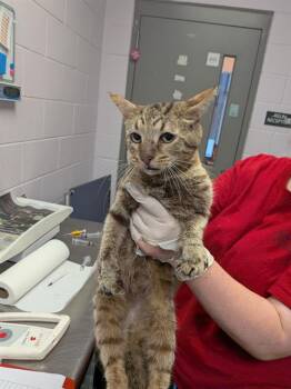 SHELF -  Domestic Short Hair Cat for Adoption in Jacksonville, Florida - SHELF | PetCurious