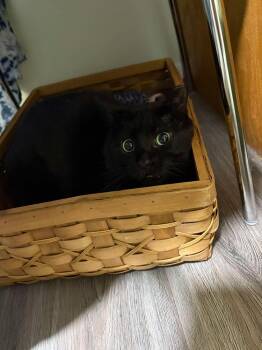 Domestic Short Hair Cats Available for Adoption in Chicago, Illinois - Eeyore | PetCurious