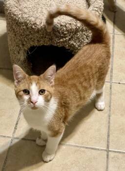 Rescue Domestic Short Hair Cats for Adoption in Lacon, Illinois - Harris | PetCurious