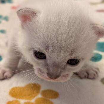 Honeycomb -  Domestic Short Hair Cat for Adoption in Philadelphia, Pennsylvania - Honeycomb | PetCurious