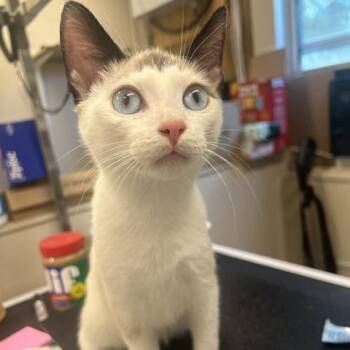 Crumpet -  Domestic Short Hair Cat for Adoption in Lake Panasoffkee, Florida - Crumpet | PetCurious