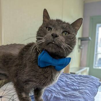 Koa -  Domestic Medium Hair Cat for Adoption in Lakewood, Colorado - Koa | PetCurious