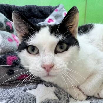Rescue Domestic Short Hair Cats for Adoption in Zimmerman, Minnesota - Mootilda | PetCurious