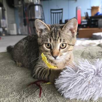 Pizza -  Domestic Short Hair Cat for Adoption in Saint Paul, Minnesota - Pizza | PetCurious