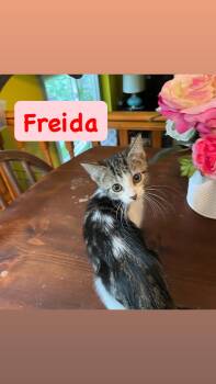 Freida -  Domestic Short Hair Cat for Adoption in Crown Point, Indiana - Freida | PetCurious