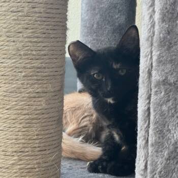 Rescue Domestic Short Hair Cats for Adoption in Las Vegas, Nevada - Hattie | PetCurious