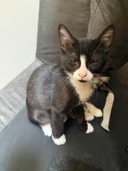 Chip SC -  Domestic Short Hair Cat for Adoption in Greenville, South Carolina - Chip SC | PetCurious