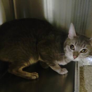 Dodger -  Domestic Short Hair Cat for Adoption in San Gabriel, California - Dodger | PetCurious